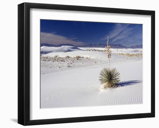 Soaptree Yucca (Yucca Elata)-Bob Gibbons-Framed Photographic Print