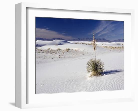 Soaptree Yucca (Yucca Elata)-Bob Gibbons-Framed Photographic Print