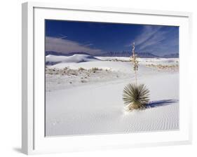 Soaptree Yucca (Yucca Elata)-Bob Gibbons-Framed Photographic Print