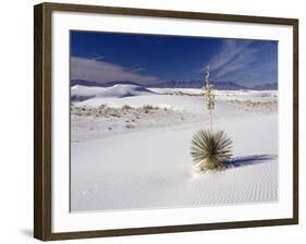 Soaptree Yucca (Yucca Elata)-Bob Gibbons-Framed Photographic Print