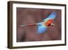 Soaring Away-Staffan Widstrand-Framed Giclee Print