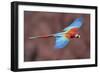 Soaring Away-Staffan Widstrand-Framed Giclee Print