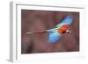 Soaring Away-Staffan Widstrand-Framed Giclee Print