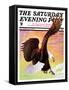 "Soaring Bald Eagle," Saturday Evening Post Cover, October 28, 1933-Jack Murray-Framed Stretched Canvas