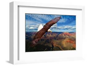 Soaring Bald Eagle-null-Framed Art Print