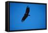 Soaring California Condor-W. Perry Conway-Framed Stretched Canvas