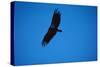 Soaring California Condor-W. Perry Conway-Stretched Canvas