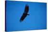 Soaring California Condor-W. Perry Conway-Stretched Canvas