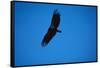 Soaring California Condor-W. Perry Conway-Framed Stretched Canvas