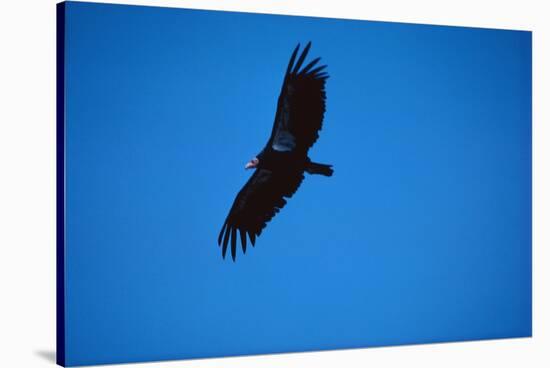 Soaring California Condor-W. Perry Conway-Stretched Canvas
