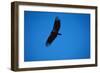 Soaring California Condor-W. Perry Conway-Framed Photographic Print