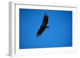 Soaring California Condor-W. Perry Conway-Framed Photographic Print