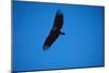 Soaring California Condor-W. Perry Conway-Mounted Photographic Print