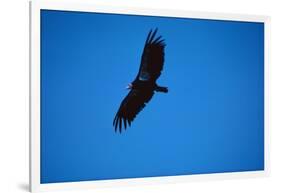 Soaring California Condor-W. Perry Conway-Framed Photographic Print