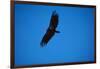 Soaring California Condor-W. Perry Conway-Framed Photographic Print