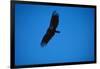 Soaring California Condor-W. Perry Conway-Framed Photographic Print