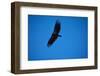 Soaring California Condor-W. Perry Conway-Framed Photographic Print