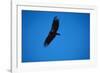 Soaring California Condor-W. Perry Conway-Framed Photographic Print