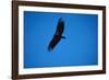 Soaring California Condor-W. Perry Conway-Framed Photographic Print