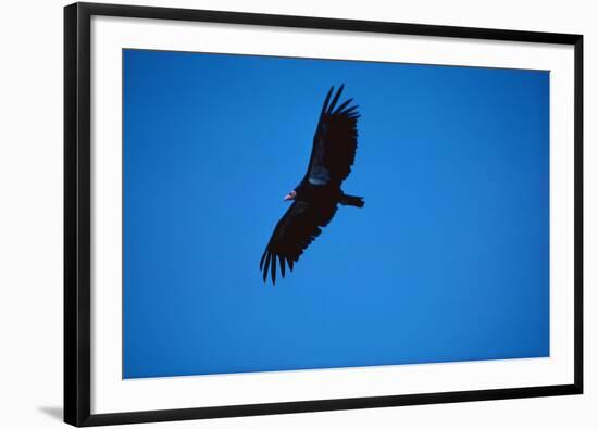 Soaring California Condor-W. Perry Conway-Framed Photographic Print