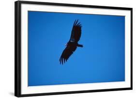 Soaring California Condor-W. Perry Conway-Framed Photographic Print