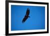 Soaring California Condor-W. Perry Conway-Framed Photographic Print