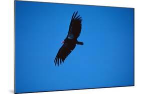 Soaring California Condor-W. Perry Conway-Mounted Photographic Print