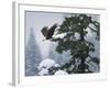 Soaring Eagle-William Vanderdasson-Framed Giclee Print