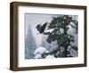 Soaring Eagle-William Vanderdasson-Framed Giclee Print