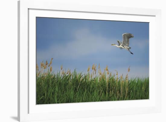 Soaring Upwards-Staffan Widstrand-Framed Giclee Print