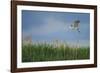 Soaring Upwards-Staffan Widstrand-Framed Giclee Print