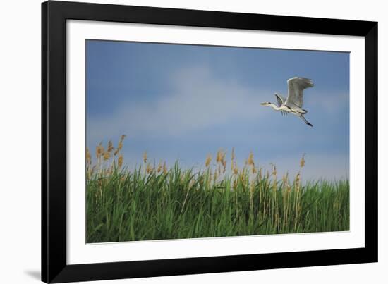 Soaring Upwards-Staffan Widstrand-Framed Giclee Print