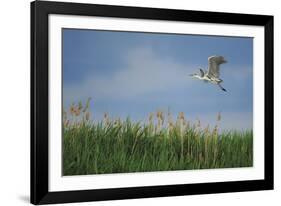 Soaring Upwards-Staffan Widstrand-Framed Giclee Print