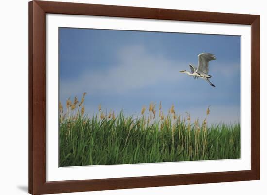 Soaring Upwards-Staffan Widstrand-Framed Giclee Print