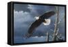 Soaring Wings-Wilhelm Goebel-Framed Stretched Canvas