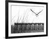 Soaring-Karen Williams-Framed Photographic Print