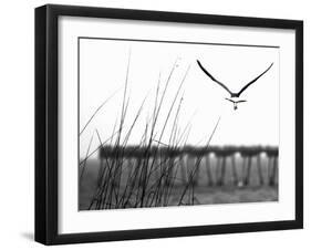 Soaring-Karen Williams-Framed Photographic Print