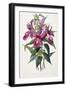 Sobralia Macrantha, C.1837-43-Sarah Ann Drake-Framed Giclee Print