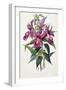 Sobralia Macrantha, C.1837-43-Sarah Ann Drake-Framed Giclee Print