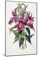 Sobralia Macrantha, C.1837-43-Sarah Ann Drake-Mounted Giclee Print