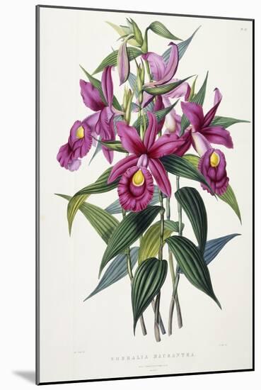 Sobralia Macrantha, C.1837-43-Sarah Ann Drake-Mounted Giclee Print