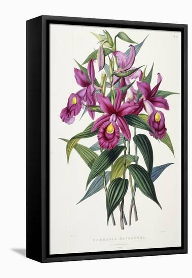 Sobralia Macrantha, C.1837-43-Sarah Ann Drake-Framed Stretched Canvas