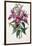 Sobralia Macrantha, C.1837-43-Sarah Ann Drake-Framed Giclee Print