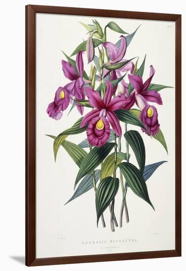 Sobralia Macrantha, C.1837-43-Sarah Ann Drake-Framed Giclee Print