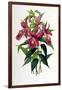 Sobralia Macrantha-Porter Design-Framed Giclee Print