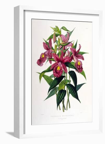 Sobralia Macrantha-Porter Design-Framed Giclee Print