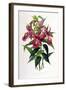 Sobralia Macrantha-Porter Design-Framed Giclee Print