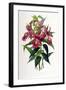 Sobralia Macrantha-Porter Design-Framed Giclee Print