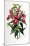 Sobralia Macrantha-Porter Design-Mounted Giclee Print