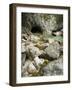 Soca, Triglav national park, Julian Alps, Slovenia-Michael Jaeschke-Framed Photographic Print